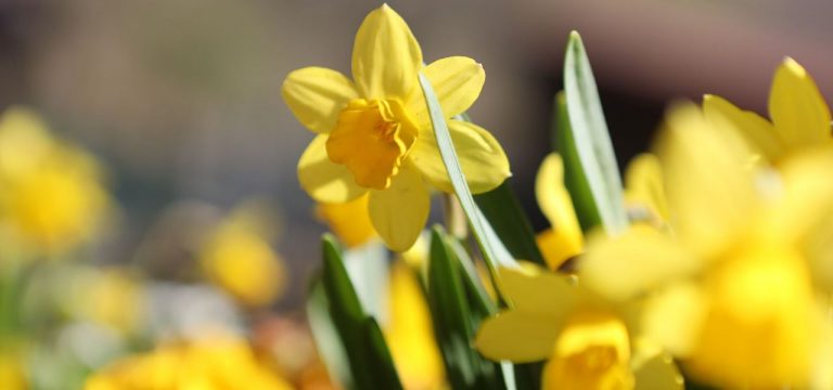 Heiteres Wetter in Mecklenburg-Vorpommern erwartet