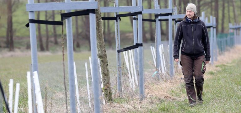 Bäume auf Acker: BUND fordert mehr Agroforst