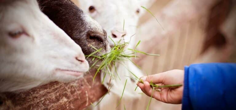 Landesweiter Zootag der Biodiversität künftig jedes Jahr
