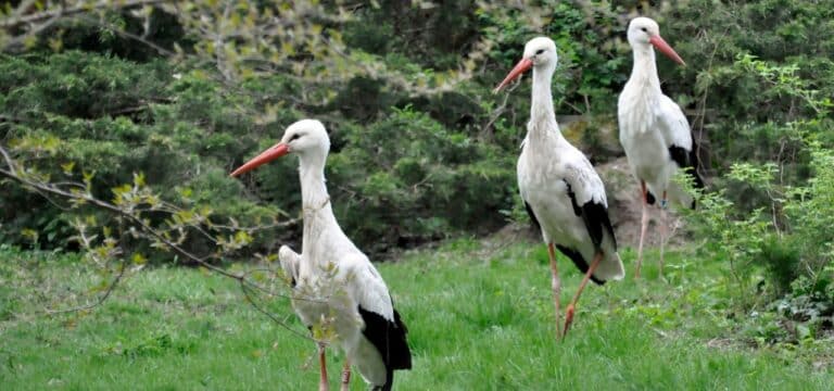 Zoo Rostock nimmt dauerhaft fünf Weißstörche auf