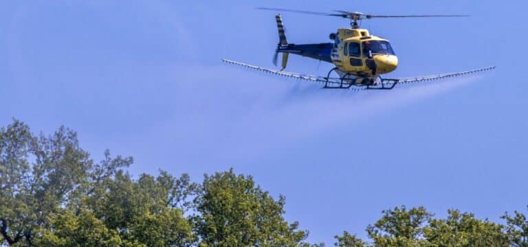 Per Hubschrauber gegen den Eichenprozessionsspinner im Land