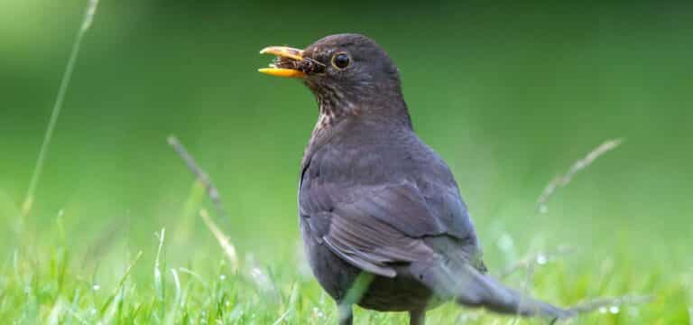 Sperling, Amsel & Co.: Nabu ruft zur Vogelzählung auf