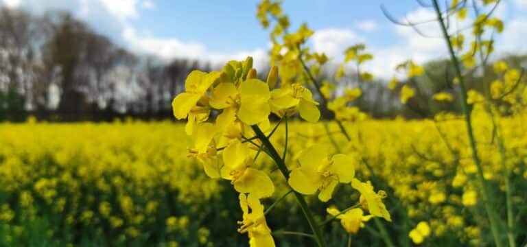 Raps-Preise stark gestiegen: Anbau ausgeweitet