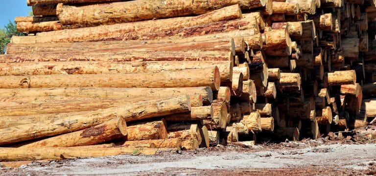 Hohe Energiepreise treiben Holznachfrage in Mecklenburg-Vorpommern