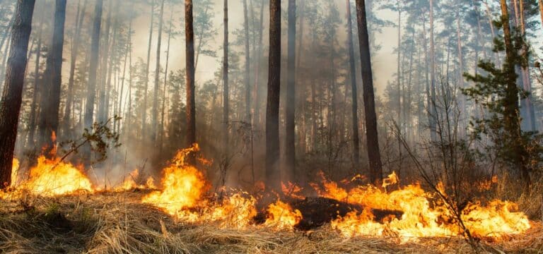Rund 800.000 Euro Schaden bei Feld- und Waldbränden