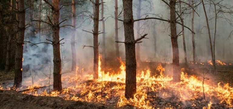 Mehrere Brände: Polizei warnt vor höchster Brandgefahr in MV