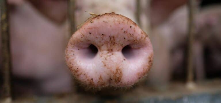 Wild- und Rinderseuche kann auch Schweine befallen