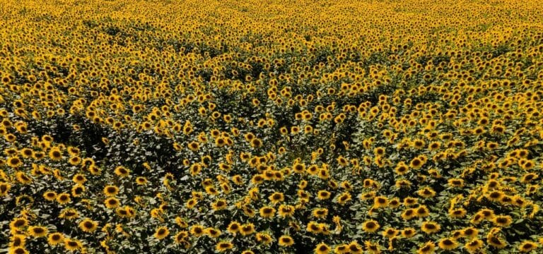 Sonnenblumenanbau in MV fast verdreifacht
