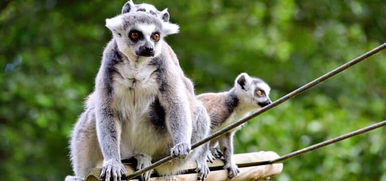 „Wir gehen in die Verlängerung!“: Sommerferienstart im Tierpark Wismar – Aktionstag für Familien
