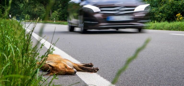 Linke-Bundestagsabgeordnete fordert mehr Wildschutzzäune