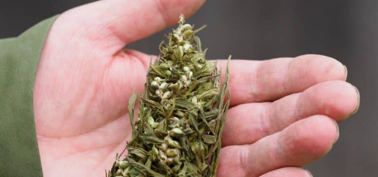 Debatte um Drogenpolitik: Cannabis-Freigabe umstritten