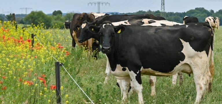 Wieder gesunkene Preise setzen Milchbauern unter Druck