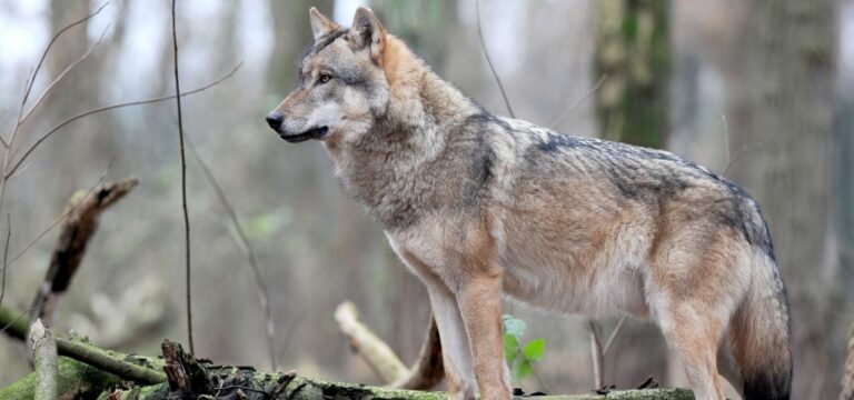 Erleichterungen beim Wolf?: MV-Schafzuchtverband skeptisch