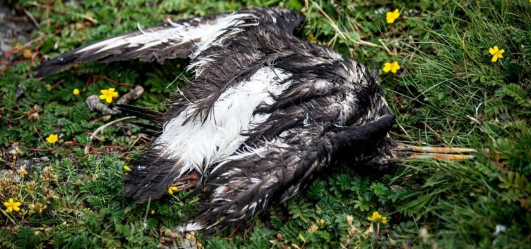 Backhaus befürchtet im Herbst einen Vogelgrippe-Ausbruch