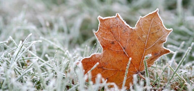 Leichter Frost in Mecklenburg-Vorpommern am Wochenende