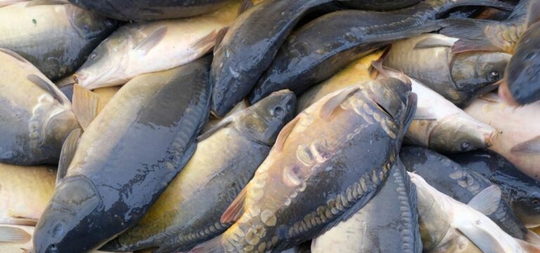 Probleme beim Karpfenfang: Fischern flüchten die Fische