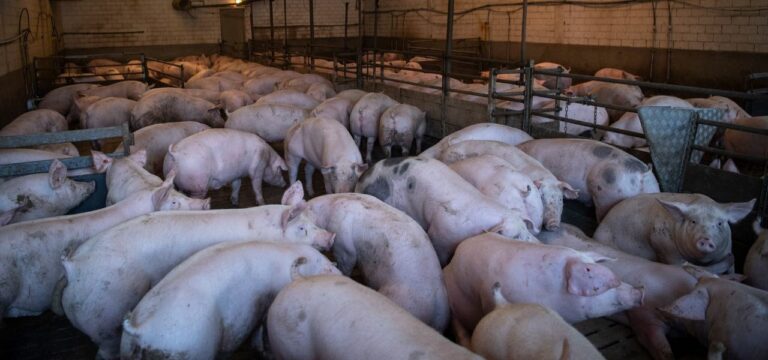 Bauernverband: Lage wegen Schweinepest extrem angespannt