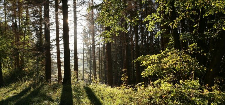 Neue Wälder: Seit 2020 rund 750 Hektar Äcker aufgeforstet