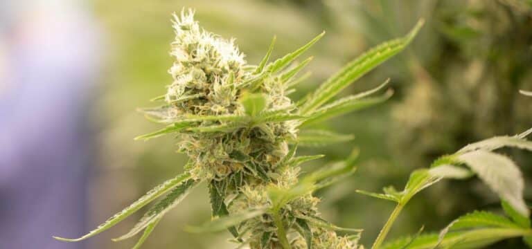 Cannabis: Grüne scheitern mit Antrag für höhere Toleranz