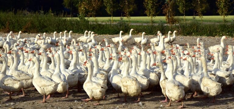 Teurere Festtagsgans: Vogelgrippe mit längerfristigem Effekt