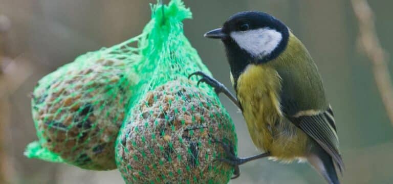 Naturschutzbund ruft am Wochenende zur Vogelzählung auf