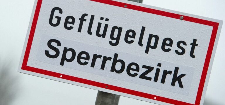Geflügelpest bei Schwan, Quarantäne für Zoo-Pelikane