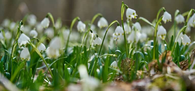 Wetter: Vorfrühlingsgefühl in Mecklenburg-Vorpommern