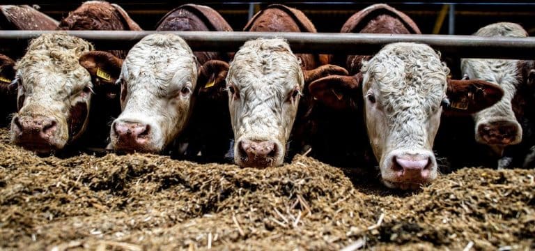 MV-Bauern fordern Lösungen: Tierhaltung gefährdet