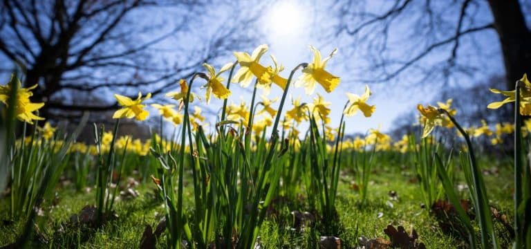 Sonne und Wolken in Mecklenburg-Vorpommern