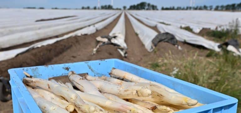 Spargelernte in MV läuft an: Hohe Preise, starke Nachfrage