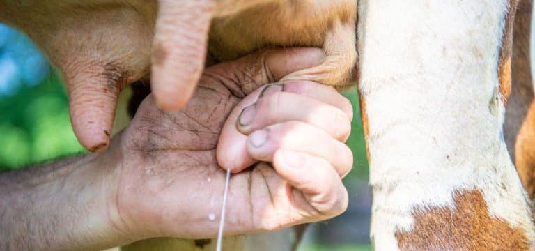 Beste deutsche Nachwuchsmelker kommen aus MV