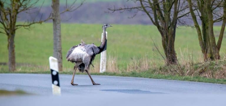 Nordwestmecklenburg: Nandu verursacht Verkehrsunfall – Auto überschlägt sich