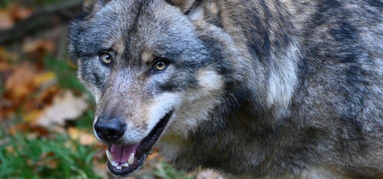 Wölfe: Debatte um Abschuss zum Schutz von Nutztieren