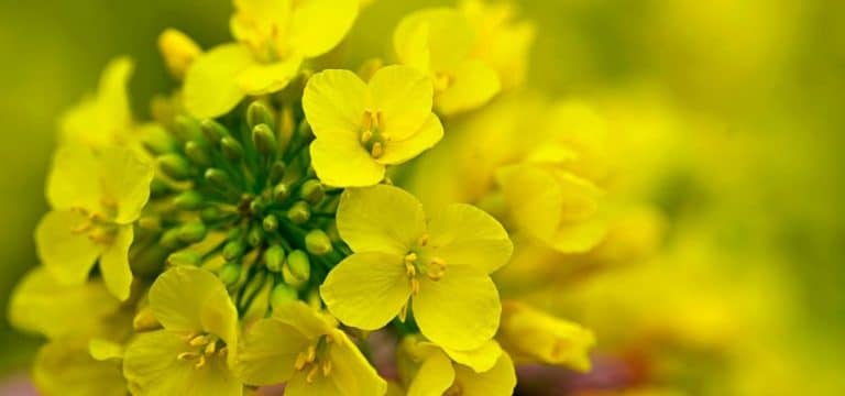 Gelbe Pracht: Raps beginnt zu blühen, MV mit größter Fläche