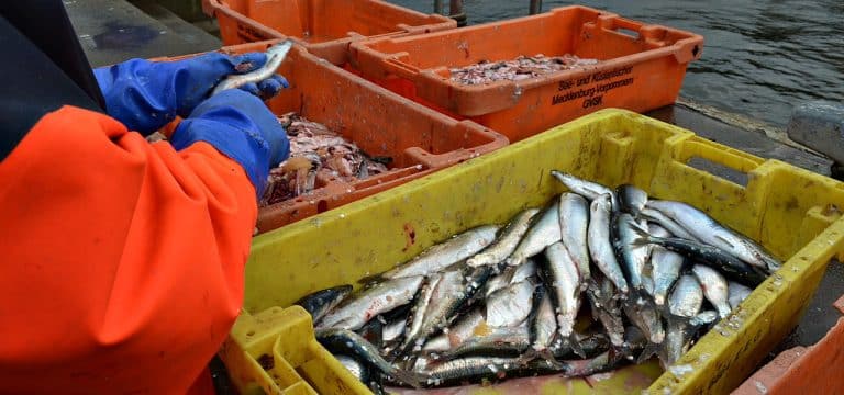Experte: Abwärtstrend bei Heringsbestand gestoppt