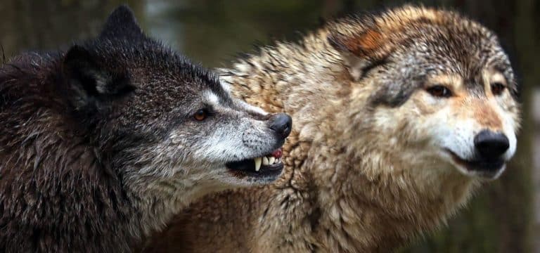Backhaus will bundesweit gültige Regelung für Wolfsabschuss