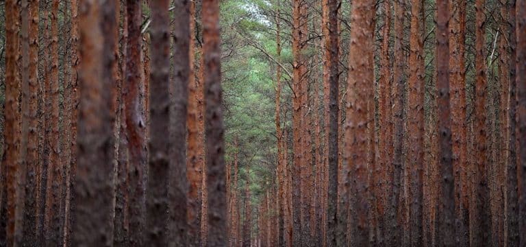 Doch kein Gifteinsatz in Kiefernwäldern Südwestmecklenburgs