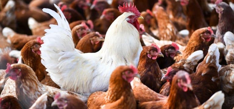 Geflügelwirtschaft rechnet ganzjährig mit Geflügelpest