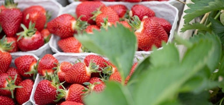 Erdbeersaison in Mecklenburg-Vorpommern gestartet