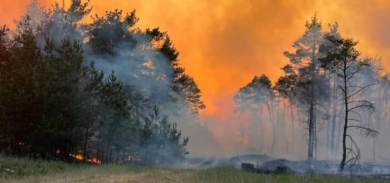 Hunderte Einsatzkräfte kämpfen gegen Waldbrände in MV