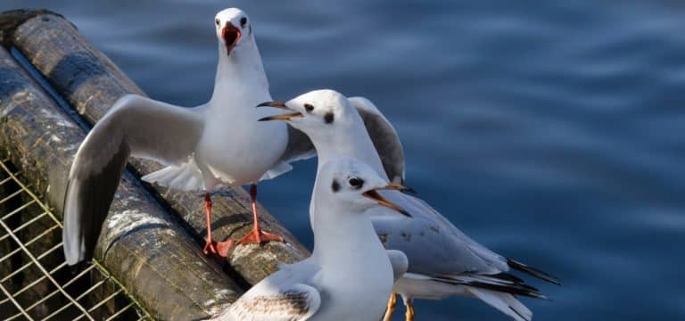 Vogelgrippe grassiert bei Lachmöwen im Nordosten