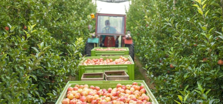 Apfelbauern in Sorge: Geringere Apfelernte als im Vorjahr erwartet