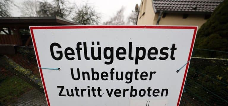 Vogelgrippe: Seit Oktober mehr als 137.000 Tiere getötet