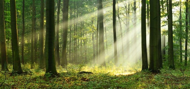 Waldzustandsbericht 2026: Nordwestmecklenburg steht vor tiefgreifendem Waldumbau