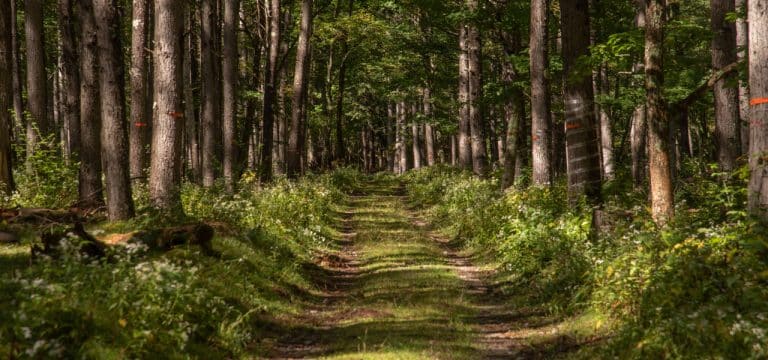 Kaum Schädlinge: Wälder in MV sind in gutem Zustand