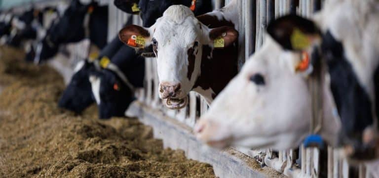 Statistiker: Mehr Rinder – Aber weniger Schweine und Schafe