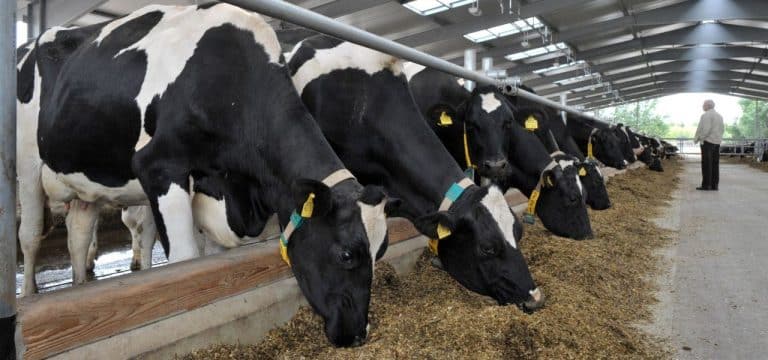 Vorschläge zur Reform der Tierhaltung wurden ignoriert