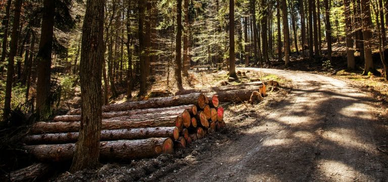 Wie gesund ist der Wald? Experten untersuchen Bäume genauer