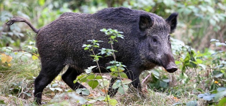 Grevesmühlen: Wildschwein unterwegs – A20 gesperrt
