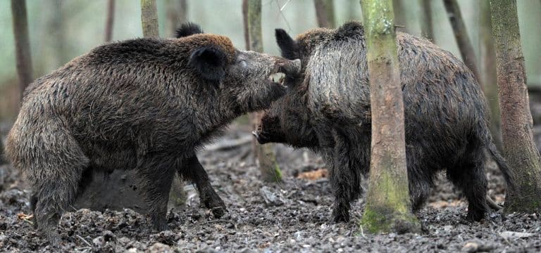 Ministerium: Keine verstärkte Ausbreitung von „Pseudowut“